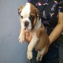 บูลด็อก(English Bulldog) เพศผู้ อายุ 2.5เดือน M1