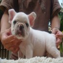 --FRENCH BULLDOG--เพศผู้ มีเพ็ดฯเต็มใบ*(ขายแล้วครับ)*