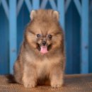 FYPOM KENNEL ขายน้อง Egg Pudding สีส้ม เพศผู้ ไซส์มาตรฐาน ขนแน่น โครงสร้างดี มีใ...