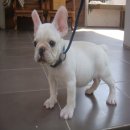 FRENCH BULLDOG เพศผู้ สีครีม สายอเมริกา*(ขายแล้วครับ)*