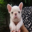 ---FRENCH BULLDOG--- เพศผู้ ***(ขายแล้วครับ)***