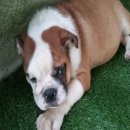 บูลด็อก(English Bulldog) เพศผู้ อายุ 3เดือน 