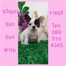 ขายลูกเฟรน เพศผู้ ราชบุรี 089-9164345