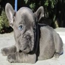 BLUE/BLUE MERLE/WHITE BLUE FRENCH BULLDOG 