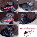 (เปิดจอง) Scottish fold หูพับ น่ารักโครงสร้างใหญ่ ยังว่าง..ตัวเมีย1 ตัวผู้3 