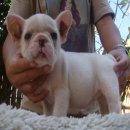 ---FRENCH BULLDOG---(เพศเมีย) สีครีม ***ขายแล้วครับ***