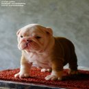 ขายลุก BULLDOG สายเลือดแชมป์