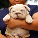 ขายลุก BULLDOG สวยๆ สายเลือดแชมป์