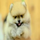 FYPOM KENNEL ขายน้อง Butterscotch Pie สีส้ม เพศเมีย ไซส์มาตรฐาน ขนแน่น โครงสร้าง...