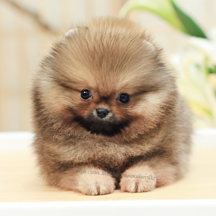 ปอมหน้าหมี ปอมแท้ ปอมเมอเรเนียน HRF-68358 เพศหญิง สีส้มอายุ 2 เดือน ตัวเล็ก ขาสั...