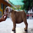 ลูกสุนัข bulldog สวย สวย