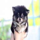 FYPOM KENNEL ขายน้องCorgi สีแบล็คแทนเพศผู้ ไซส์เล็ก ขนแน่น โครงสร้างดี มีใบเพ็ดด...