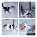 ขายเด็กชาย Scottish fold สามสี หูตั้ง หน้ากลมๆ ค่ะ