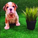 For sale!! ลูกสุนัช English Bulldog อายุ 50 วัน ทำวัคซีนแล้ว 1 เข็ม วัยน่ารักๆ แ...