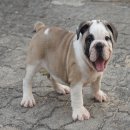 english bulldog  หนุ่มน้อยหาบ้านใหม่จ้า