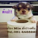 (ปิดการขายน้องมิกได้บ้านแล้วคับ)