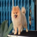 FYPOM KENNEL ขายน้อง Florentine Cake สีส้ม เพศผู้ ไซส์มาตรฐาน ขนแน่น โครงสร้างดี...