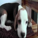 บีเกิ้ล (Beagle) อายุ 2เดือน เพศเมีย FM1