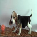 บีเกิ้ล (Beagle) อายุ 2เดือน เพศเมีย FM2
