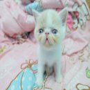 [เปิดจอง]### น้องแมวExotic Shorthairสายพันธุ์ดีพ่อ แม่ลูกครึ่ง CFAเป็นแวนทั้งคู่...