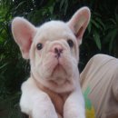 ---FRENCH BULLDOG--- (เพศเมีย) ***ขายแล้วครับ***