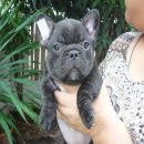 ---FRENCH BULLDOG---(เพศเมีย) มีเพ็ด *(ขายแล้วครับ)*