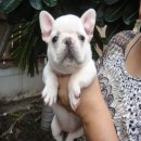 FRENCH BULLDOG เพศเมีย เพ็ดเต็มใบ*(ขายแล้วครับ)*