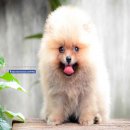 FYPOM KENNEL ขายน้อง Melon Bread สีส้ม เพศผู้ ไซส์เล็ก ขนแน่น โครงสร้างดี มีใบเพ...