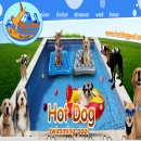 Hot Dog Pool สระว่ายน้ำสำหรับน้องหมา รับฝากสุนัข นอนห้องแอร์