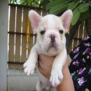 ---FRENCH BULLDOG---เพศผู้ (2) *(ขายแล้วครับ)*