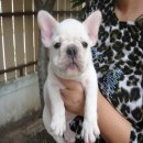 ---FRENCH BULLDOG---เพศผู้สีครีม เพ็ดฯเต็มใบ ***(ขายแล้วครับ)***