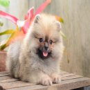 FYPOM KENNEL ขายน้อง Matcha Nama Chocolate สีส้ม เพศเมีย ไซส์เล็ก ขนแน่น โครงสร้...