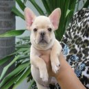 -----FRENCH BULLDOG-----(เพศเมีย) ***(ขายแล้วครับ)***