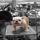 BULLDOG สวยๆ ลูกไทยแชมป์