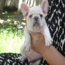 -----FRENCH BULLDOG-----เพศผู้ สีครีม***(ขายแล้วครับ)***