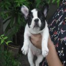 -----FRENCH BULLDOG-----(เพศเมีย) ***(ขายแล้วครับ)***