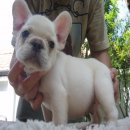 ----FRENCH BULLDOG---- เพศผู้ มีเพ็ดฯ***(ขายแล้วครับ)***