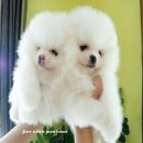 ลูกPom ขาวหน้าหมี ชุดใหม่พร้อมย้ายบ้านแล้วค่ะ