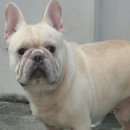 มีลูก FRENCH BULLDOG จำหน่ายบางโอกาส