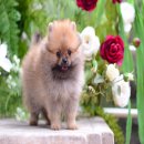 FYPOM KENNEL ขายน้อง Chocobo สีส้ม เพศเมีย ไซส์มาตรฐาน ขนแน่น โครงสร้างดี มีใบเพ...