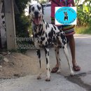 ดัลเมเชียนรับผสม