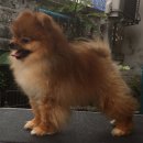 พ่อพันธุ์ (Pomerania)ปอมเมอเรเนียน รับผสม 