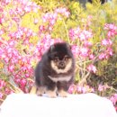 🔊🔊 Ben Service Pomeranian & Klissada Mountain Pomeran Male f...