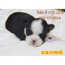 >>>เปิดจอง<<< ด.ช. วาซาบิ สีขาว-ดำ น่ารัก ร่าเริง แสนซน ประกัน...