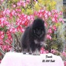 Ben Service Pomeranian Klissada Mountain Pomeranian For sale !  1.Female pomeran...