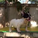 ขาย FRENCH BULLDOG (ขายแล้วครับ)