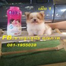 น้องปอมชิ สวย ขนฟู ไปทางปอมเยอะ มี 3 ตัว โทร.081-1955028