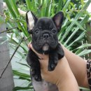 ลูก-----FRENCH BULLDOG-----เพศผู้ ***(ขายแล้วครับ)***