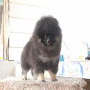 Ben Service Pomeranian Klissada Mountain Pomeranian For sale ! Female pomeranian...