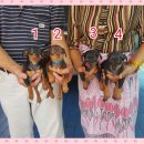 ลูกมิเนียเจอร์แท้สวยๆ(ผู้และเมีย) เกรด A ชุดที่ 164 จาก kankarn club ***หมด